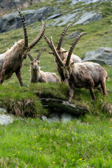 Close-up shot of a majestic mountain ibex (Capra ibex) in the wild with impressive horns and a commanding gaze. The photograph captures this magnificent animal in its natural mountain habitat.