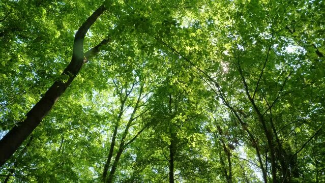 Looking up in forest, walking under trees 