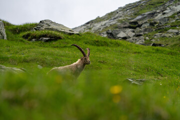 Close-up shot of a majestic mountain ibex (Capra ibex) in the wild with impressive horns and a commanding gaze. The photograph captures this magnificent animal in its natural mountain habitat.