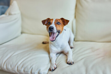 Dog Jack Russell Terrier sits on the couch and looks at the camera.