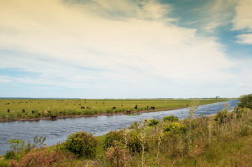 landscape with river and cows