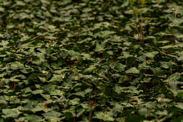 A photograph of ivy on a forest floor during an overcast. 