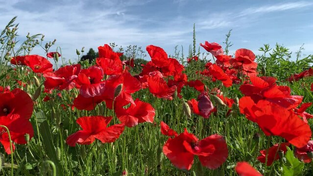Papaveri rossi in balia al vento 