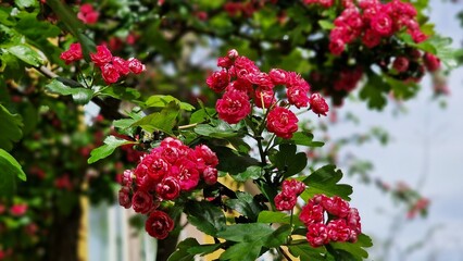 Tree branches with carmine-red flowers of Paul's Scarlet Hawthorn or Crataegus Laevigata.