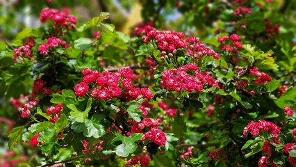 Tree branches with carmine-red flowers of Paul's Scarlet Hawthorn or Crataegus Laevigata.