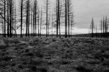 Woodlands landscape in Northern California in Spring 