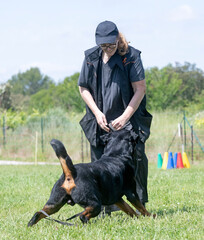 rottweiler training for competition