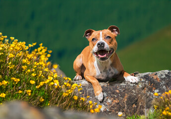 staffordshire bull terrier