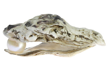 oyster with pearl isolated on white background