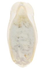 cuttlebone isolated on white background