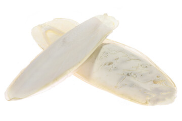 cuttlebone isolated on white background