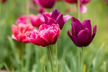Fototapeta premium Close view of red tulips against a blurred background of green plants