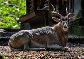 Addax antelope on the ground - Addax nasomaculatus	