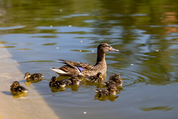 Mother duck with ducklings are swimming in the water