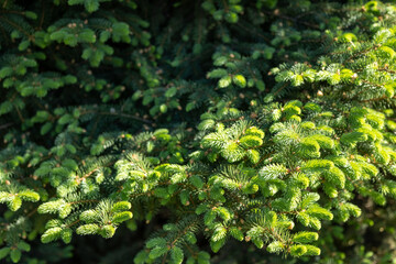 Close view of young spruce branches