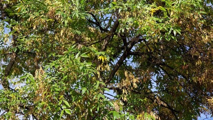 Tree branches with green leaves and seeds of Fraxinus excelsior, known as the ash, or European ash.