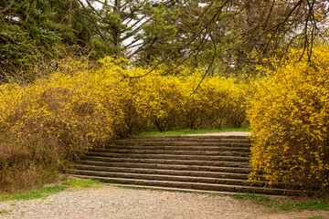 Gray Stone Steps in Botanical Garden with flowers and bushes.