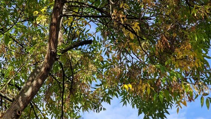 Fototapeta premium Tree branches with green leaves and seeds of Fraxinus excelsior, known as the ash, or European ash.