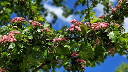 Obraz premium Tree branches with pink flowers of Paul's Scarlet Hawthorn or Crataegus Laevigata.