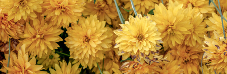 Amazing yellow double flowers of the most famous and popular variety 