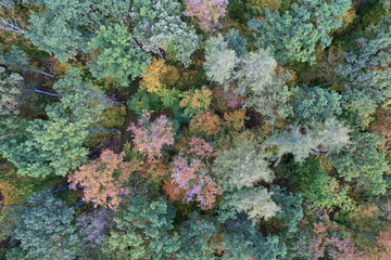 An aerial view of a lush forest with colorful trees during early autumn. The foliage displays shades of green, orange, and brown, creating a vibrant and diverse ecosystem