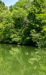 Vertical lake scene in green