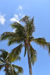 Obraz premium palm tree on sky