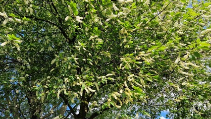 Tree branches with green leaves and flowers of Prunus serotina, commonly called black cherry.