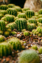 mini cactus with blur and stones decorated