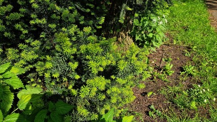 Taxus x media. It is a conifer, created by the hybridization of English yew Taxus baccata and Japanese yew Taxus cuspidata.