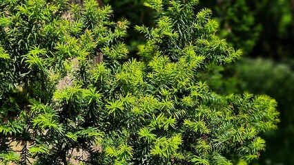 Taxus x media. It is a conifer, created by the hybridization of English yew Taxus baccata and Japanese yew Taxus cuspidata.