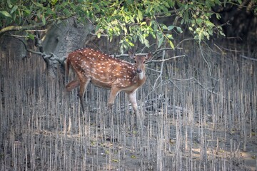 Wild spotted deer(female).spotted deer or chital deer  is a deer species native to the Indian subcontinent.this photo was taken from sundarbans,Bangladesh.