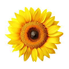 Sunflower on a transparant background, PNG, Generative AI