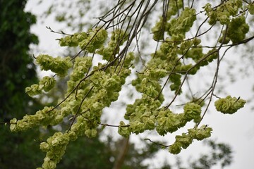 Branches with fruits of Ulmus minor, or the field elm.