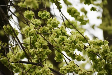 Branches with fruits of Ulmus minor, or the field elm.