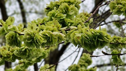 Branches with fruits of Ulmus minor, or the field elm.