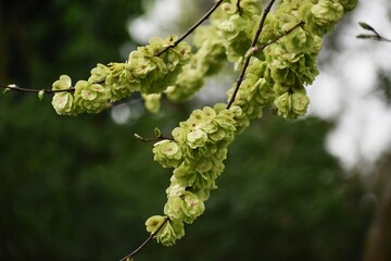 Branches with fruits of Ulmus minor, or the field elm.
