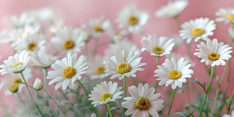 Tranquil Vibes: White Chamomile Daisies on a Soft Pink Backdrop. Concept Floral Photography, Chamomile Daisies, Soft Pink Backdrop, Tranquil Vibes