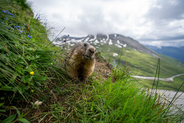 Impressive image of a mountain marmot (Marmota marmota) resting on a sunny rock with a panoramic view of the mountain landscape. This photo highlights a quiet moment. Svist horsky. Alpen.