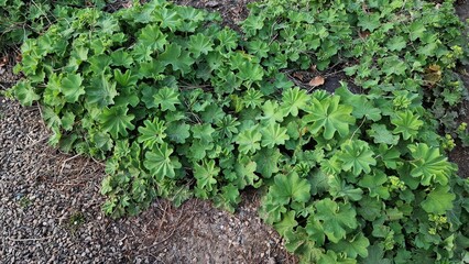 Lady's Mantle or Alchemilla mollis plants, growing in the garden.