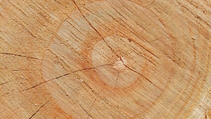 Cut tree trunk top view. Overhead shot of a detailed old log. Copy space on tree log surface, no...