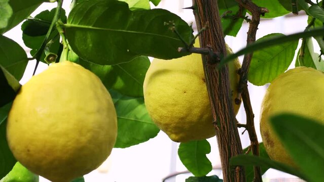Yellow ripe lemons hanging on tree with leaves in the citrus garden plantation close up