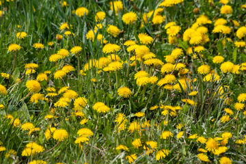 A clearing of blooming yellow dandelions. Floral natural background. Spring flowers.