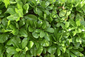 green leaves background
