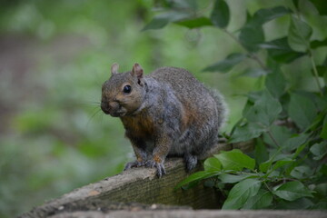 squirrel in the park