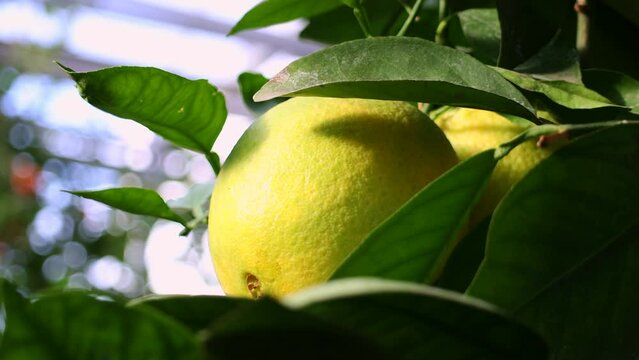 Ripe orange fruit hanging on tree with leaves in the citrus garden plantation close up