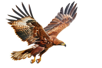 Eagle Soaring Isolated Against Pure White Background