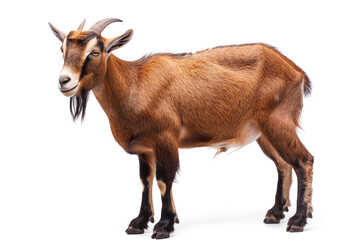 Obraz premium Brown Goat Standing on White Background in High Definition