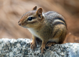 Close-up of an Eastern Chipmunk Perched on a Rock