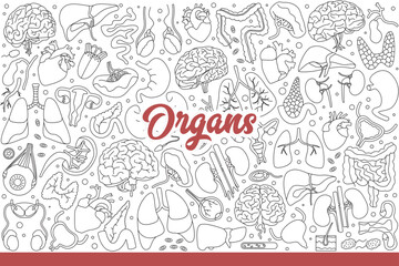 Human organs to study anatomy and physiology or identify causes of health problems. Internal organs of people for visual aid for students studying medicine to work as doctors. Hand drawn doodle